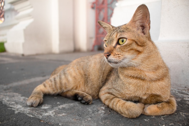 Gato marrom com olhos amarelos e um crescente de olhos negros estão olhando.