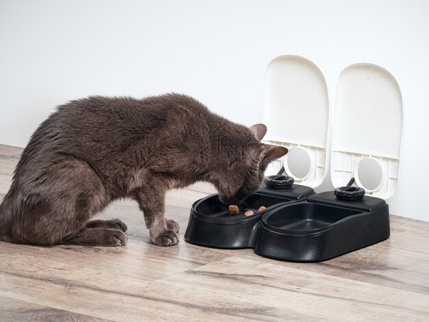 Gato marrom comendo no alimentador automático