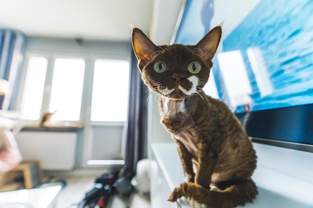 Gato marrom devon rex sentado na mobília