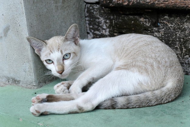 Gato marrom está olhando para a câmera