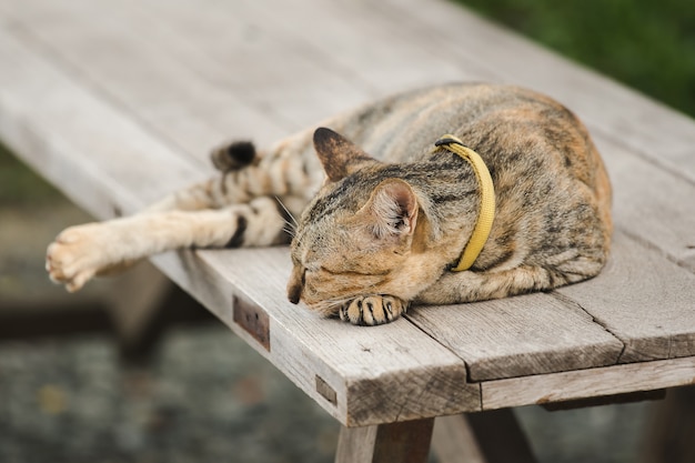 Gato marrón acostado en una vieja silla de madera