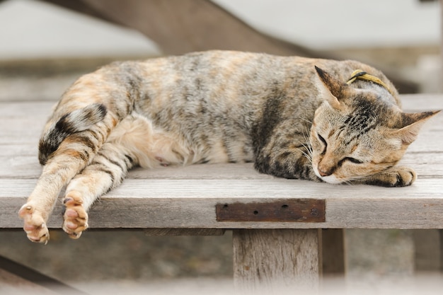 Gato marrón acostado en una vieja silla de madera