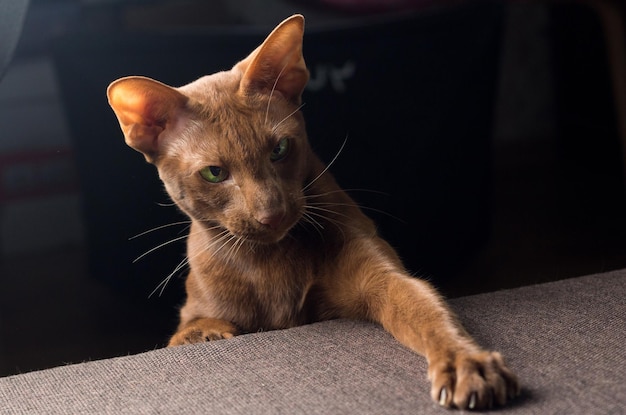 Un gato marrón agarra un juguete con sus garras un gato de raza oriental jugando