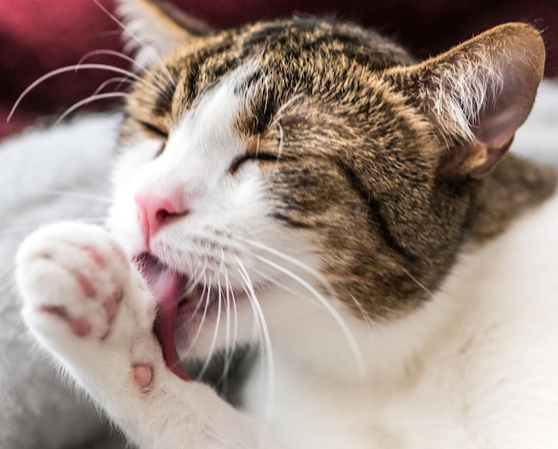 El gato marrón y blanco se limpia solo