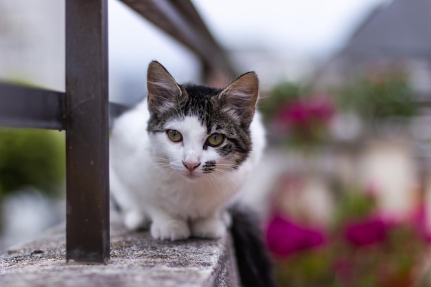 Gato marron blanco y negro subido al muro del balcon observando minuciosamente la camara