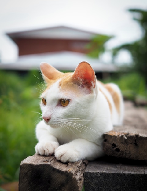 Foto gato marrón y blanco tailandés en madera vieja en jardín