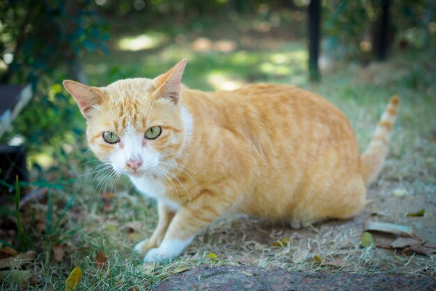 Gato marrón y blanco tailandés sobre hierba verde en el paisaje de la naturaleza