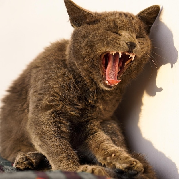 Gato marrón bostezando con la boca abierta