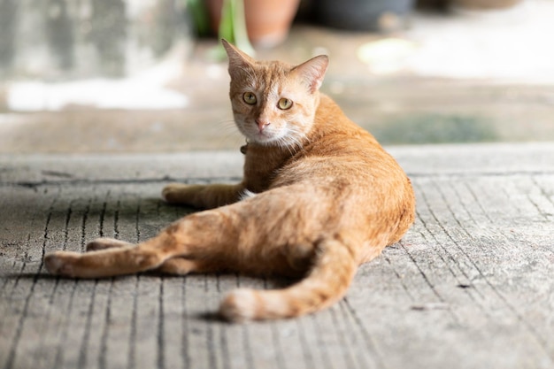 Gato marrón durmiendo en el suelo