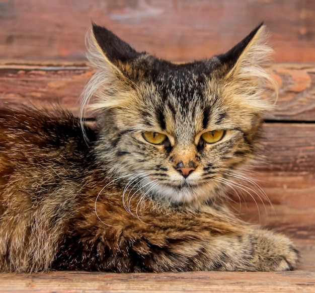 Un gato marrón esponjoso con ojos marrones yace en el porche de madera y mira hacia abajo delante de ella