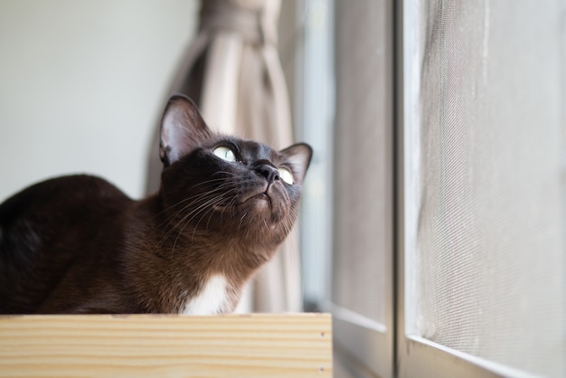 Gato marrón está mirando pájaro a lo largo de la ventana exterior expresión facial curiosamente divertida