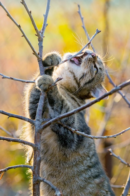 Un gato marrón en el jardín de un árbol roe una rama