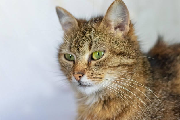 Gato marrón con una mirada tranquila y enfocada en un primer plano de fondo claro