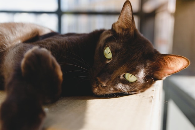 El gato marrón de raza oriental se relaja en una caja de cartón bajo la luz del sol