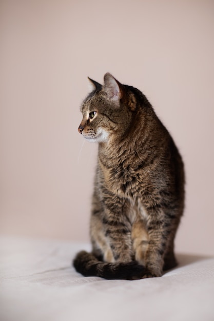 Gato marrón sentado de lado en la cama