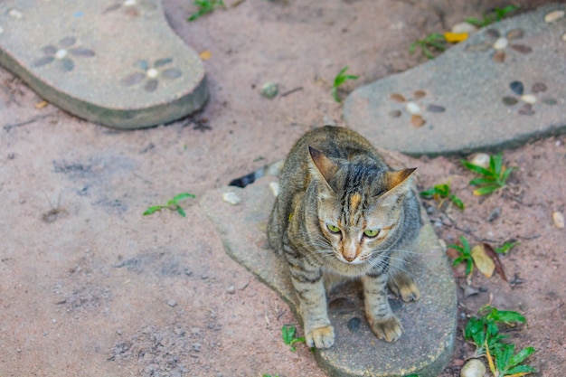 Foto gato marrón sentado en pie de impresión