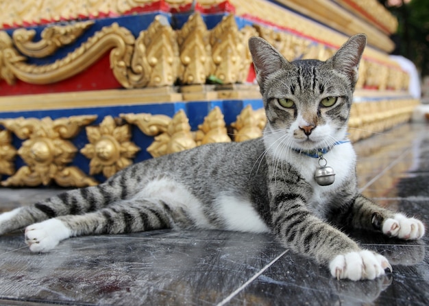 Foto gato marrón