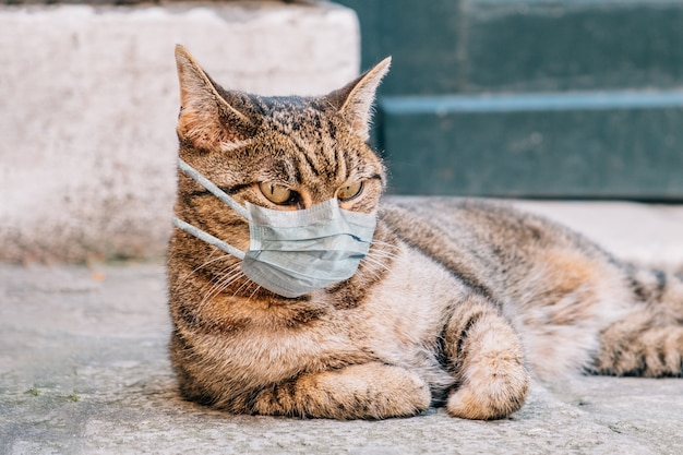 Gato en una máscara médica en cuarentena en la calle.