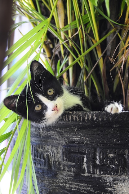 Gato mascarado