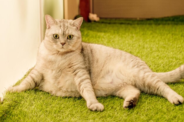 Foto un gato mascota encantador.