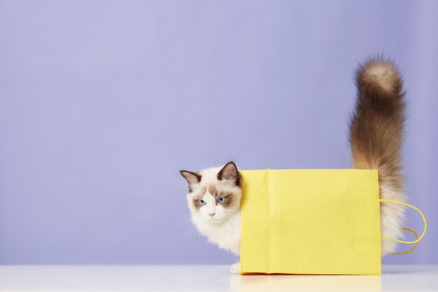 Foto un gato mascota encantador.