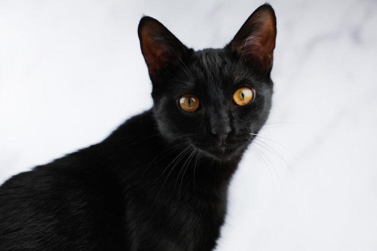 Foto gato mascota negro con orejas grandes ojos amarillos brillantes y bigotes largos sentado contra el fondo de mármol blanco cabeza y torso visible mirando a la cámara concepto mascota viernes negro