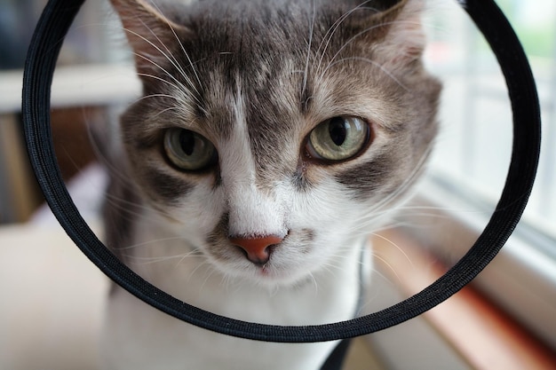 Gato mascota en un primer plano de collar veterinario