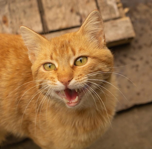 Un gato maullando divertido Gato marrón muy hermoso