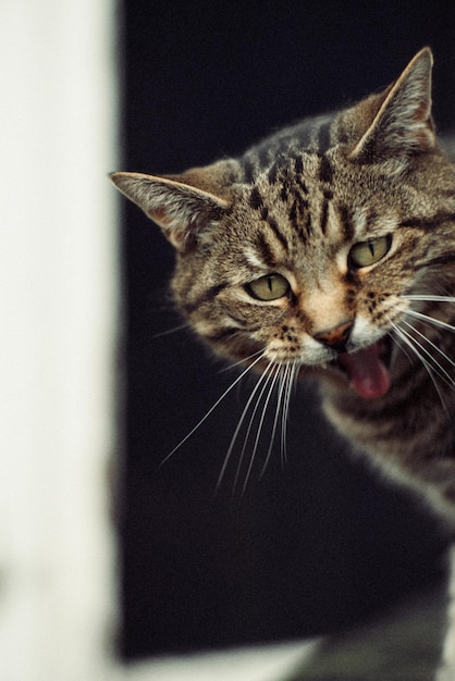 Foto el gato maullando