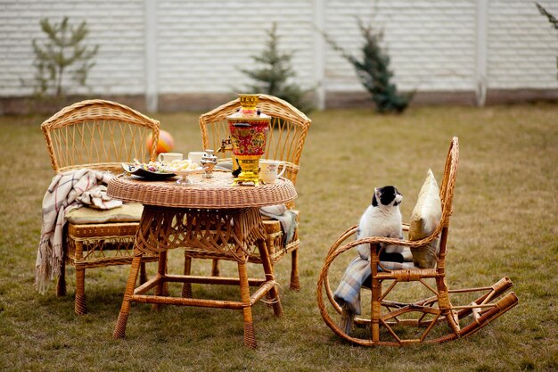 Gato en una mecedora al aire libre. Muebles de mimbre en picnic.