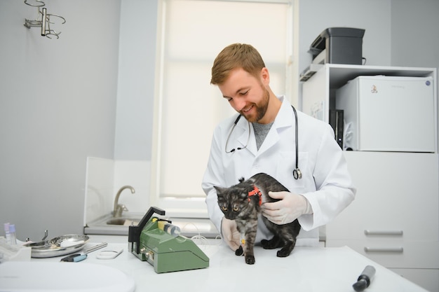 Gato en la mesa de examen de la clínica veterinaria Atención veterinaria Médico veterinario y gato