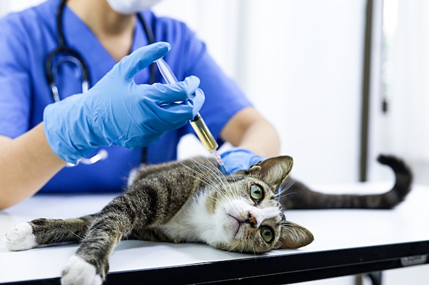 Gato en la mesa de examen de la clínica veterinaria. Cuidado veterinario. Médico veterinario y gato.