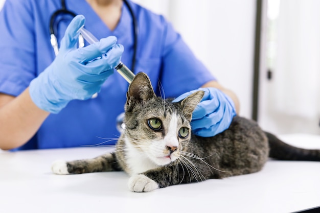 Gato en la mesa de examen de la clínica veterinaria.