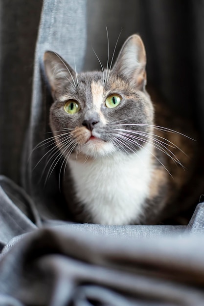 Gato mestiço muito jovem olhando atentamente para o topo em um fundo cinza