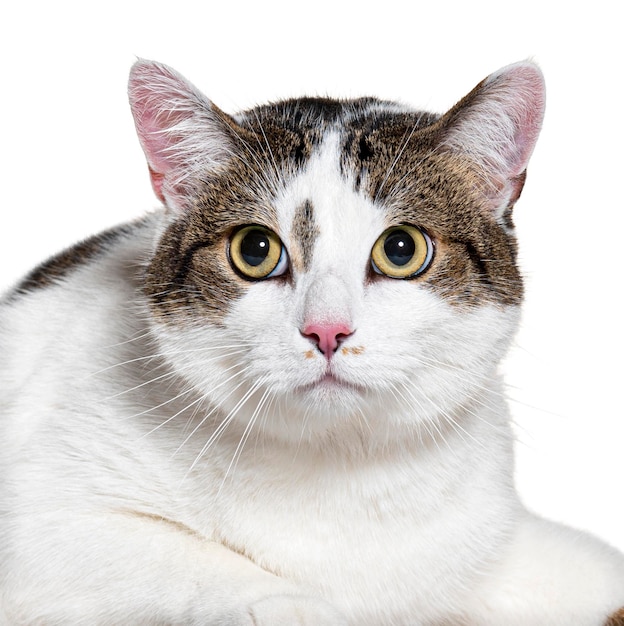 Gato mestiço na frente isolado em branco