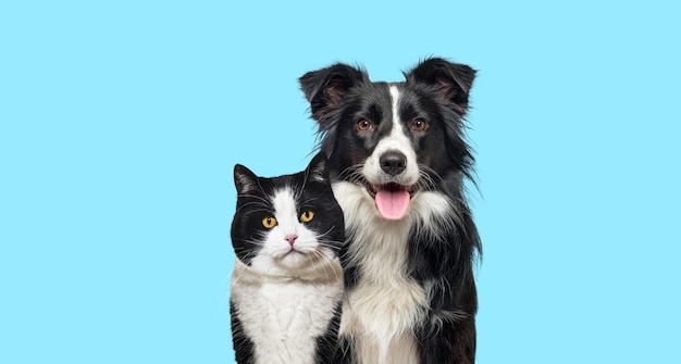 Gato mestiço preto e branco e um cão feliz border collie ofegante sobre fundo azul