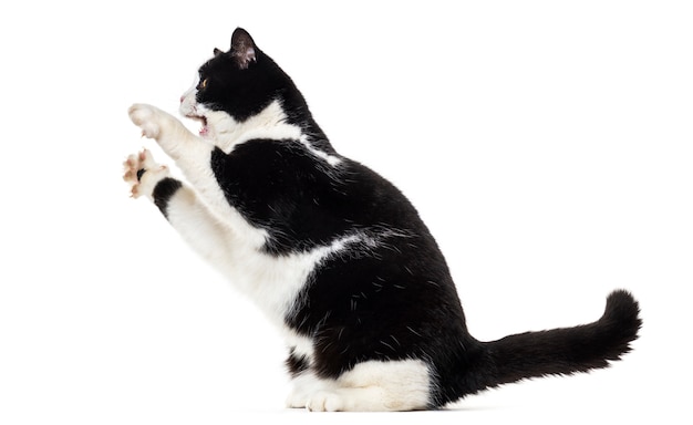 Gato mestiço se criando isolado