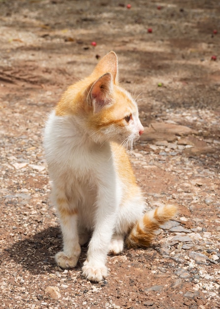 Gato mestizo amarillo que se sienta en la tierra. Mirando hacia la acción. Lindo gatito.