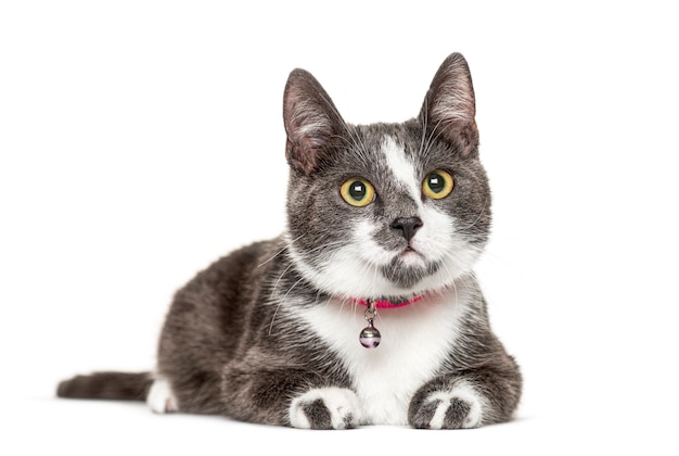 Foto gato mestizo con una campana, aislado en blanco