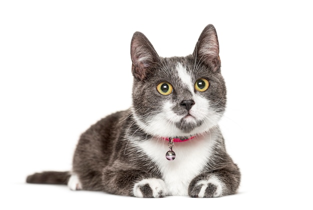 Gato mestizo con una campana, aislado en blanco