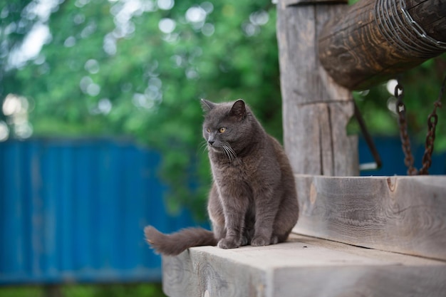 un gato mestizo gris se sienta en un pozo de madera en una noche de verano