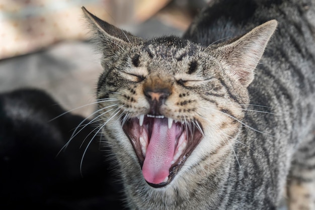 Gato miando de boca aberta