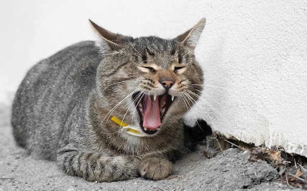 El gato miente y bosteza