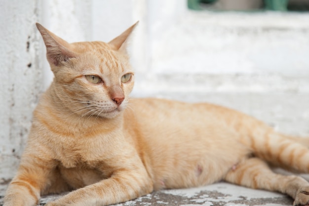 gato mintiendo