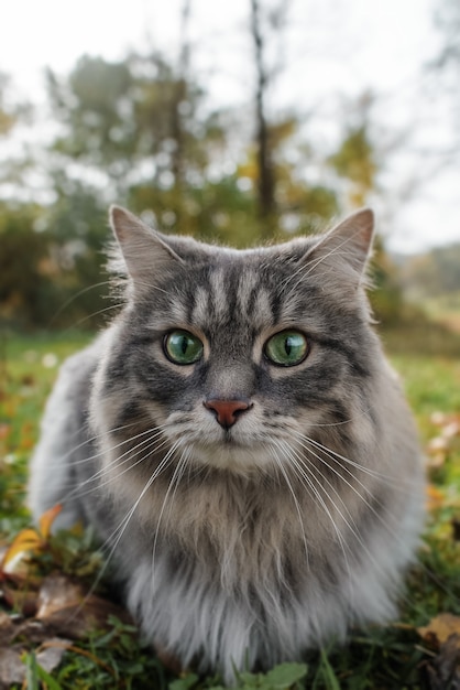 El gato mira a la cámara con ojos grandes con sorpresa.