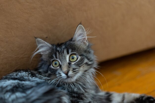 Gato mira cuidadosamente los ojos bien abiertos