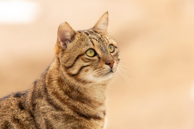 El gato mira hacia el lado en un fondo beige Retrato de un gato marrón esponjoso con ojos verdes en primer plano de la naturaleza