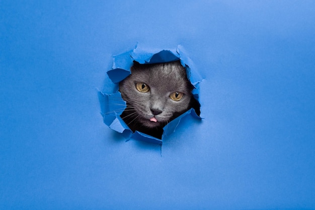 Un gato mira a través de un agujero azul en una pared azul.