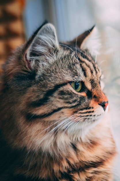 Gato mira por la ventana