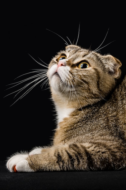 Foto un gato con una mirada inteligente mirando hacia arriba